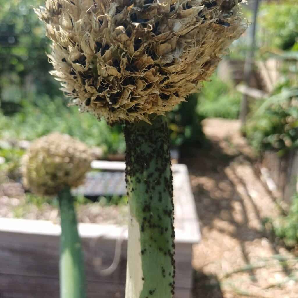 Fleur de ciboule ravagée par les pucerons