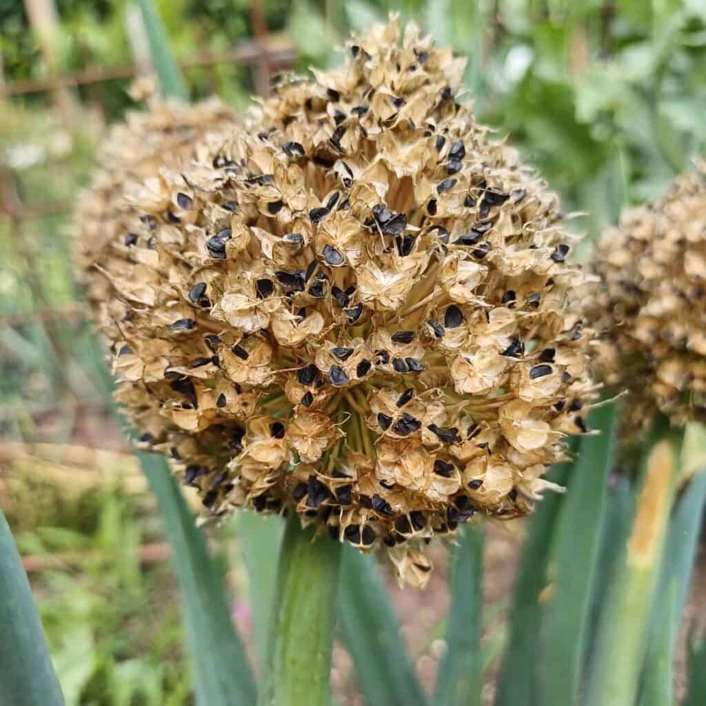 Récolter des graines de ciboule sur une fleur mature