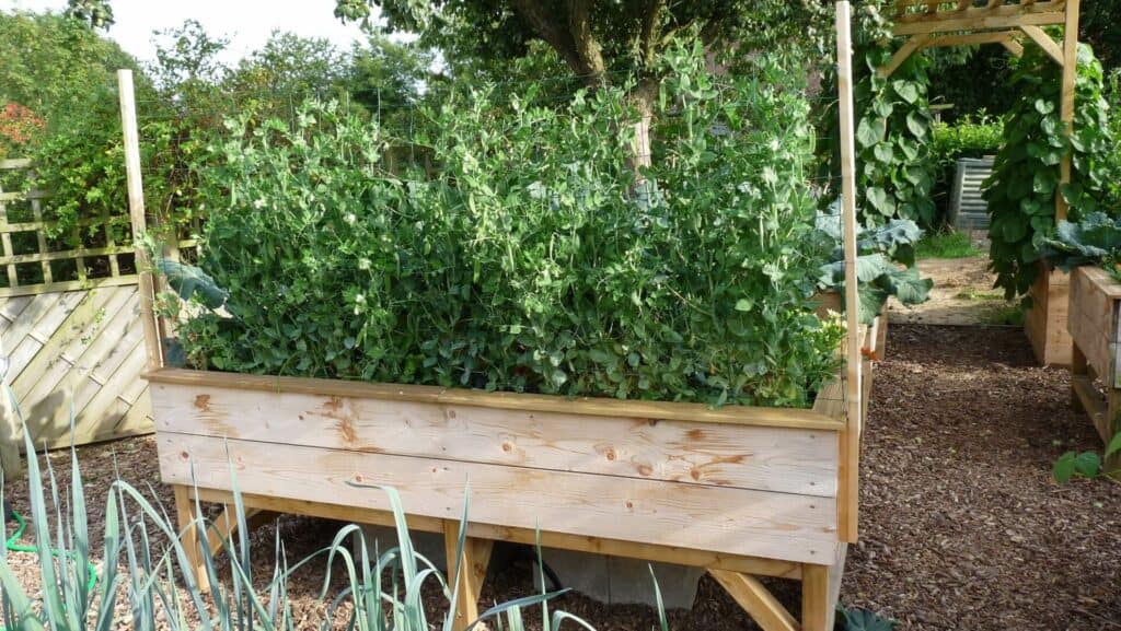 Cultiver des petits pois en carré potager ou en bacs surélevé