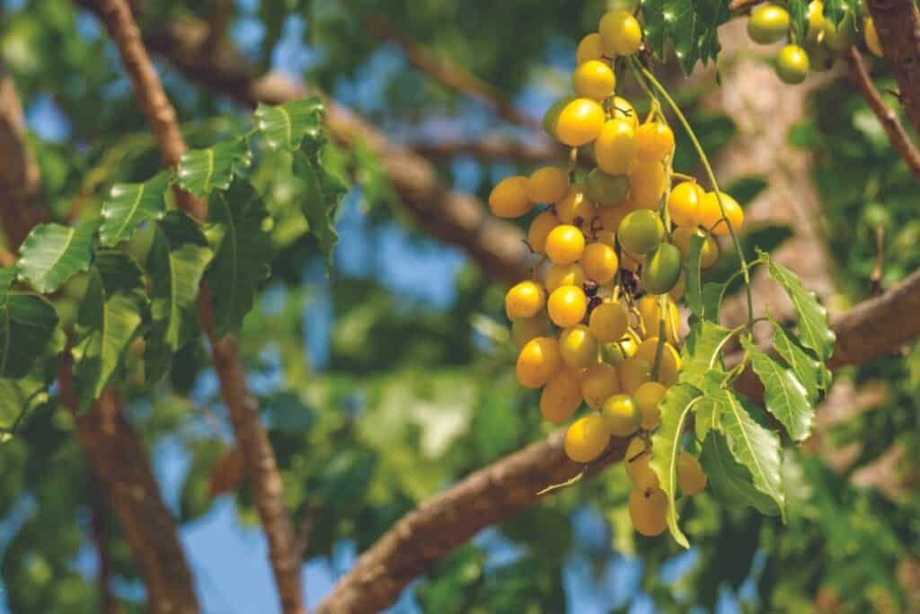 Fruit du margousier pour huile de neem