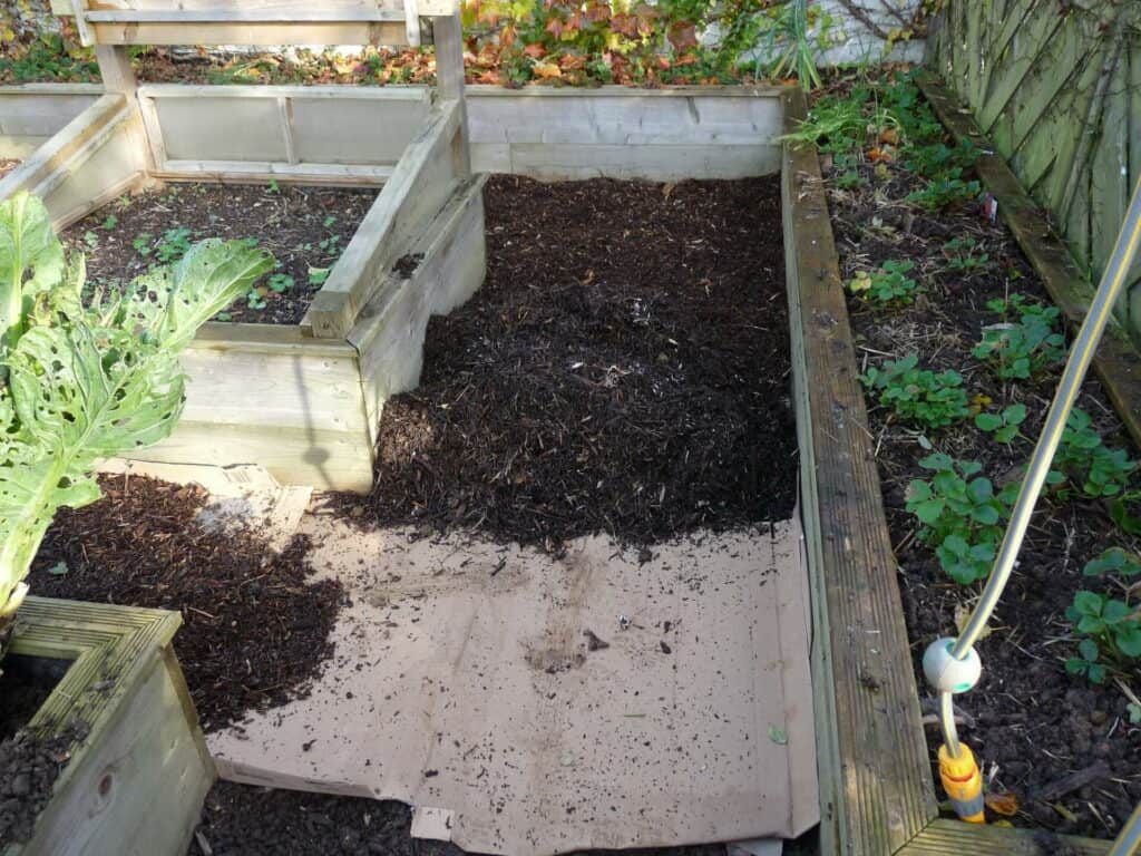 Allées pour le potager en broyat de bois sur carton entre carrés de potager