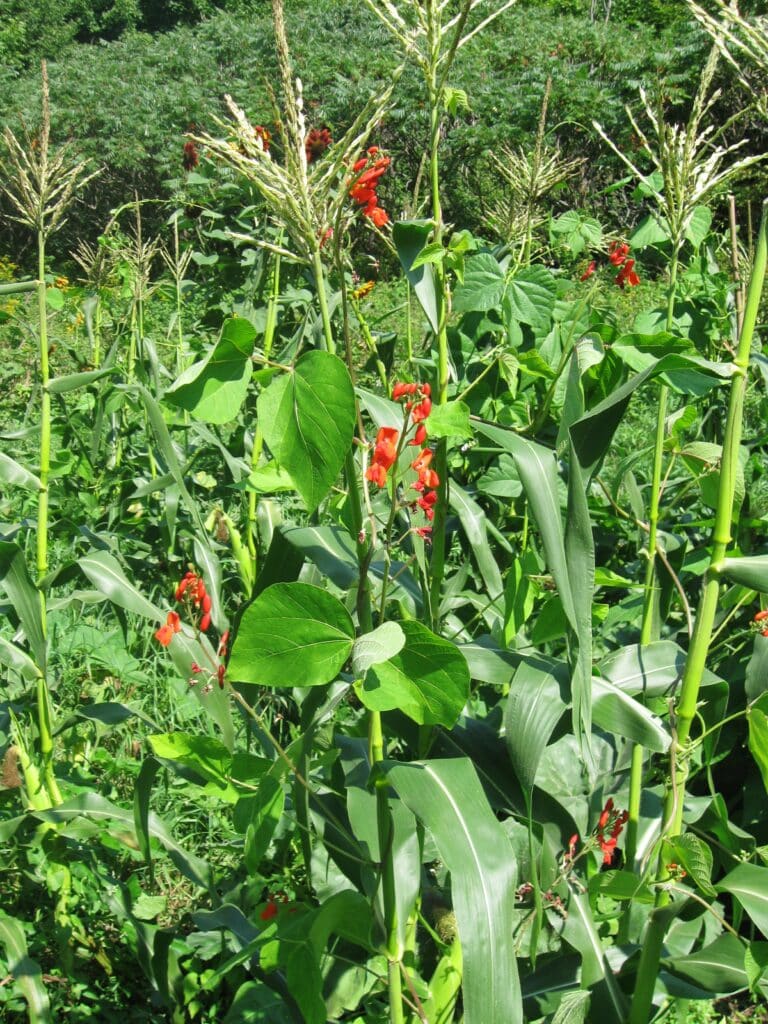 La milpa : associations de légumes évidentes