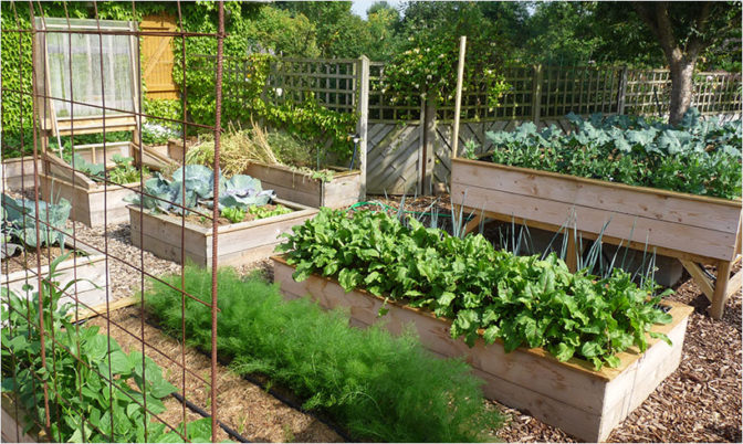 Du potager en carrés à la française aux potager en ligne