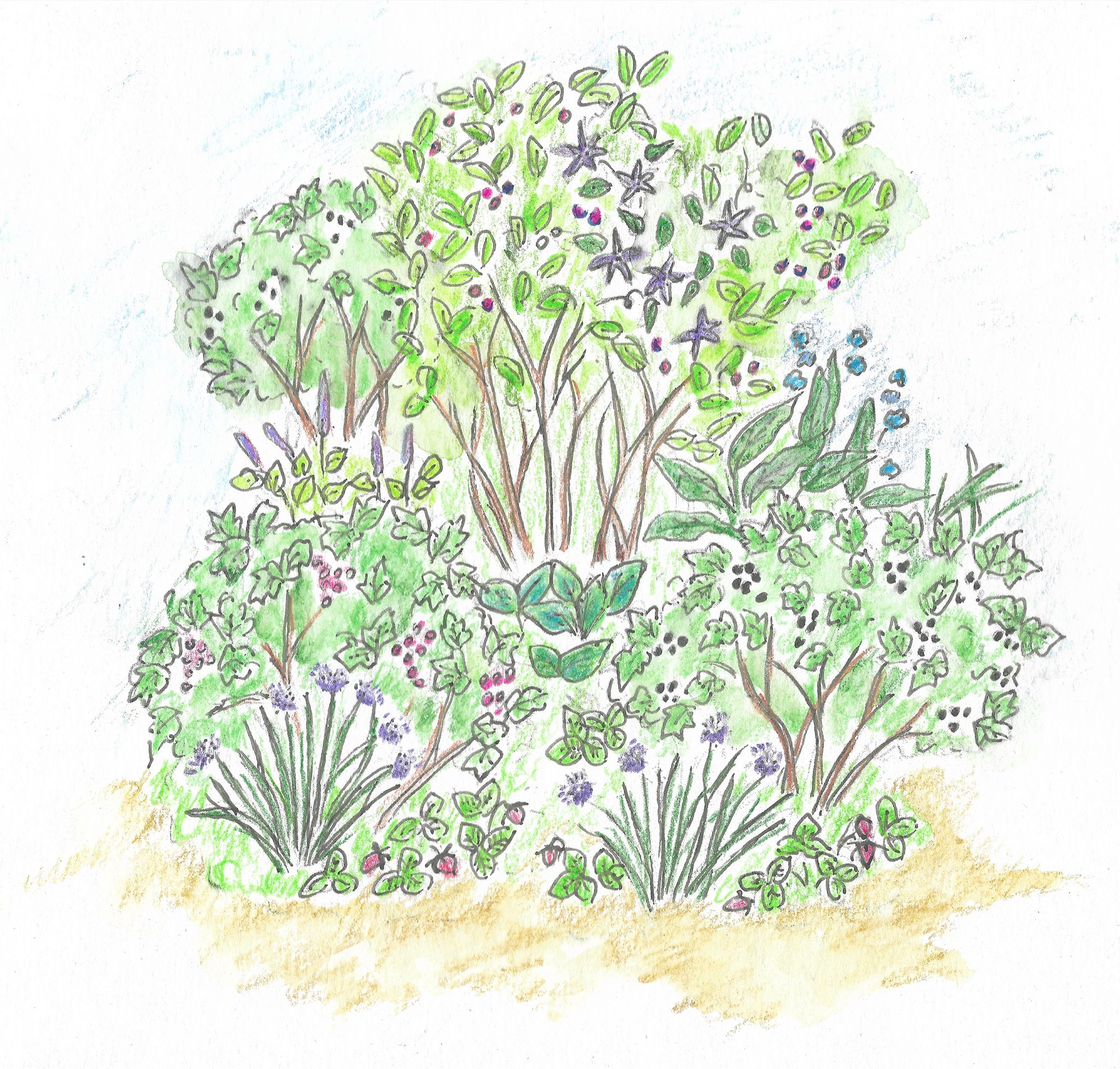 massif fruitier prt  planter