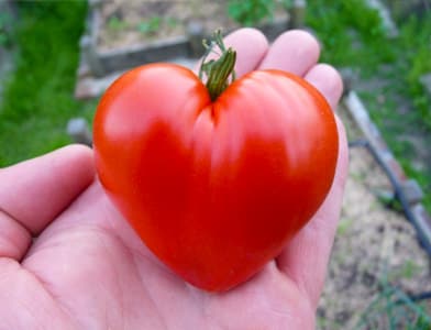 module-pdv-tomate-love