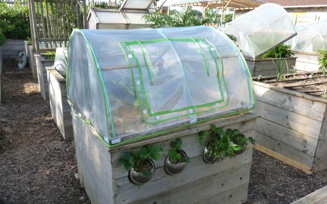 L'utilisation des tunnel maraîcher est un moyen efficace de protéger le potager des intempéries et des ravageurs.