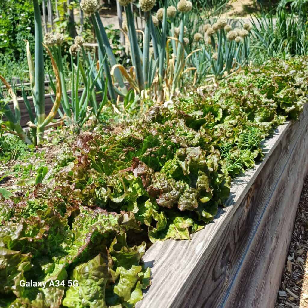 Grenobloise cultivées en potager surélevé