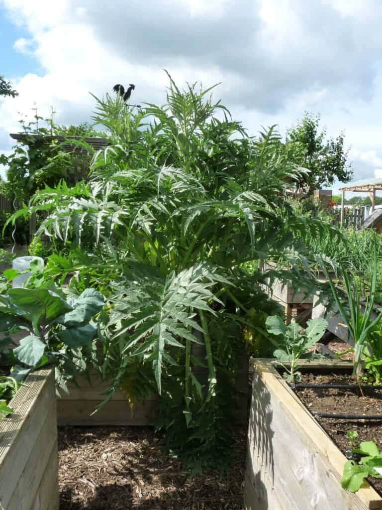 Ne pas planter des artichauts dans un potager surélevé