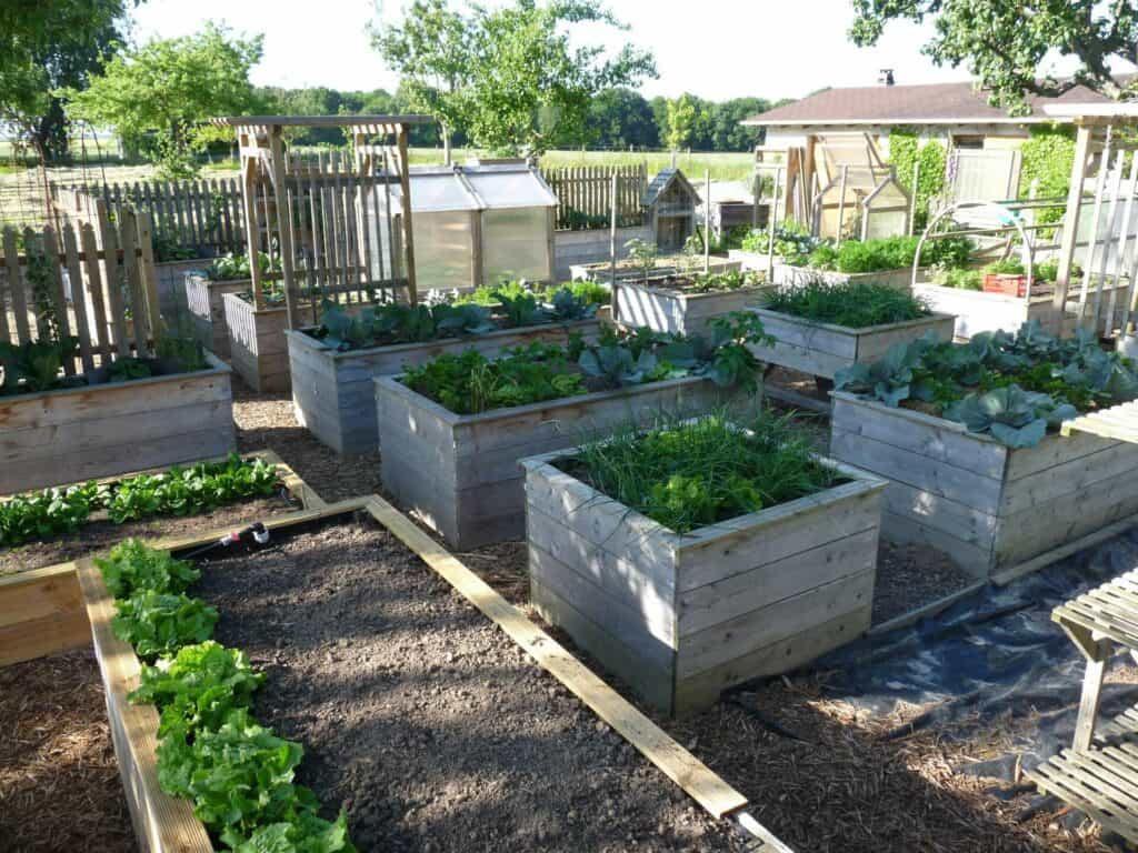 Que planter dans un potager surélevé