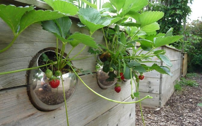 Cultiver au travers des côtés du potager en carrés fait partie des raisons de débuter avec le potager en carrés