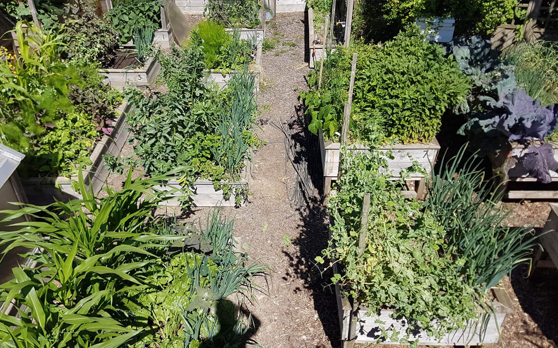 Le potager en carrés en permaculture