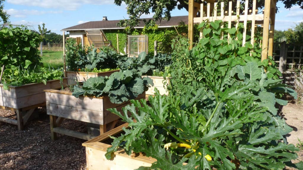 Planter des courgettes autrement