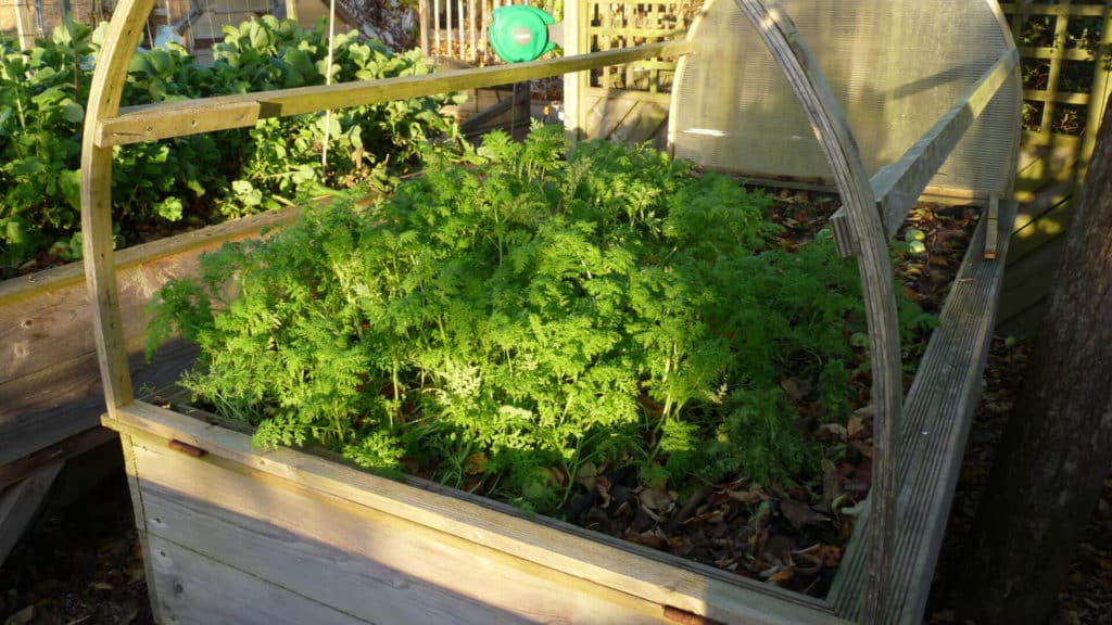 Engrais verts au potager avec la phacélie