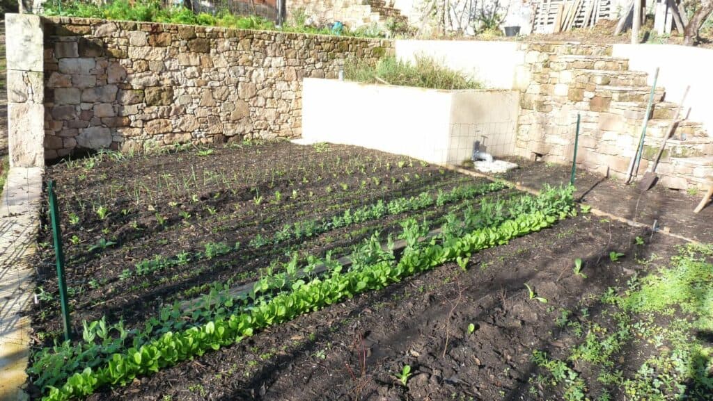 Premier potager bio en permaculture et en ligne