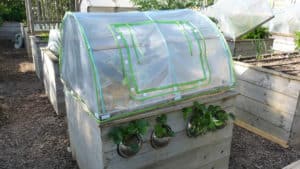 carré potager avec serre. un tunnel amovible est posé sur un carré de potager surélevé