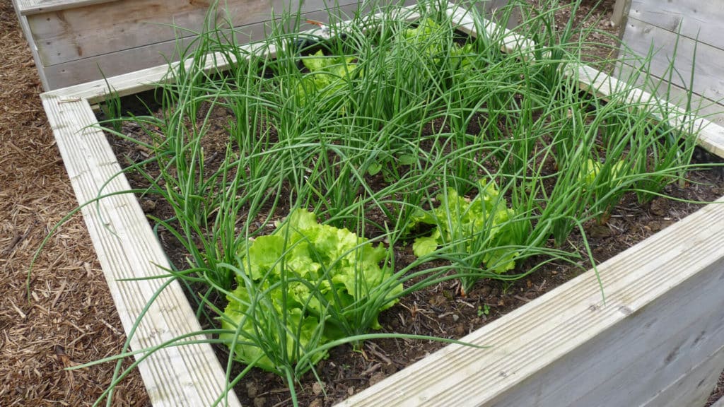 Des laitues en carré potager avec de l'echalotte