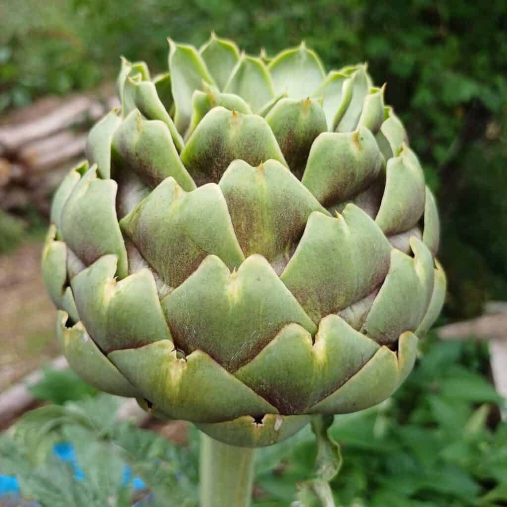 Belle fleur d'artichaut prête a consommer