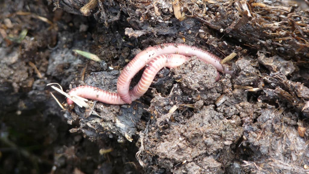 Vers de terre : potager sur sol vivant