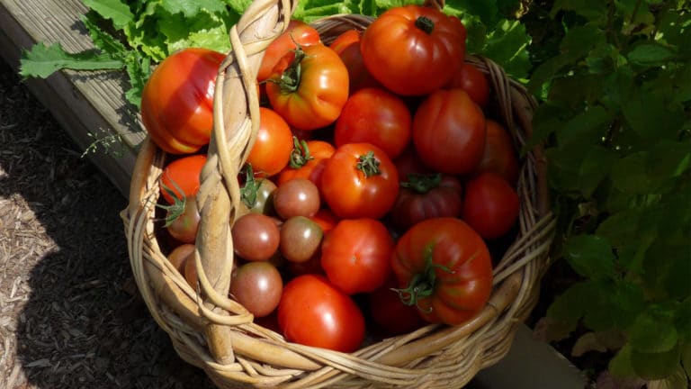Variétés de tomates