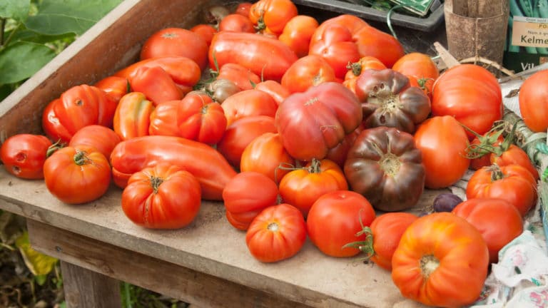 Plateau de tomates récoltées le jour