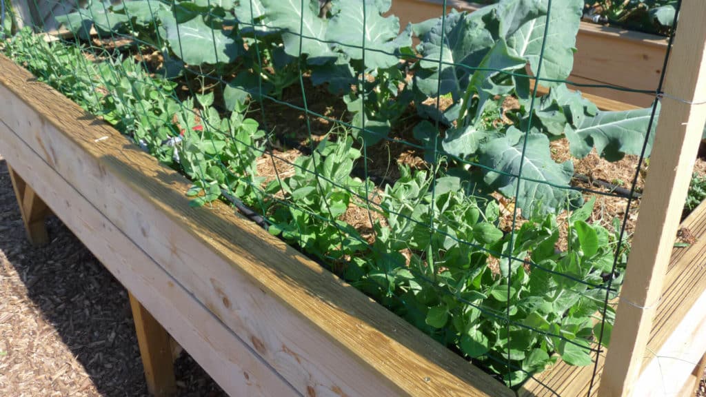 Petit pois en carré potager bien tuteuré