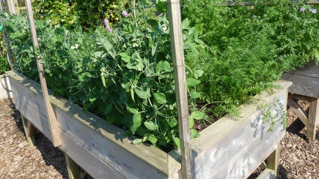 Petit pois palissée dans un potager surélevé