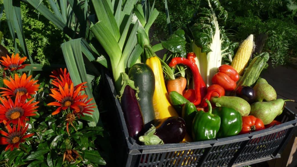 Une vrai récolte dans mon potager en carrés qui améliore mon autonomie alimentaire