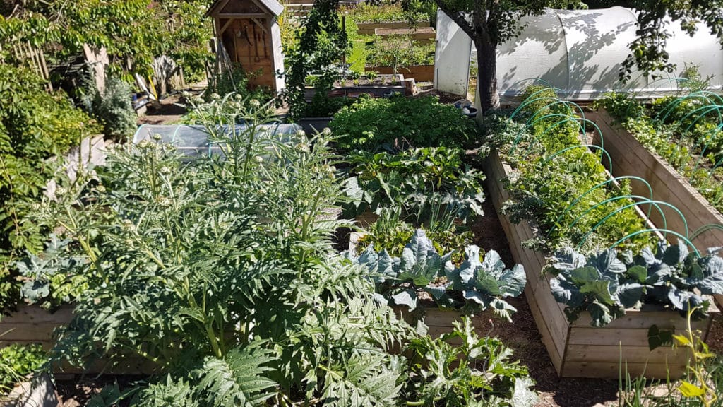 Des potager surélevés comme solution pour Planter des légumes autour des arbres.