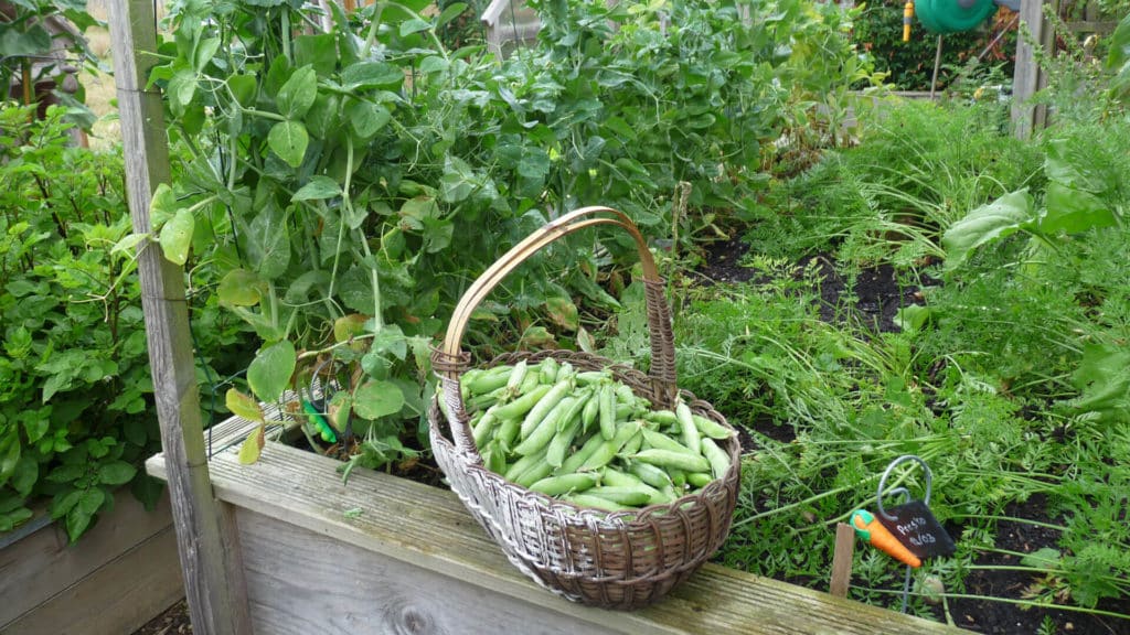 Une belle récolte de petit pois en carré potager