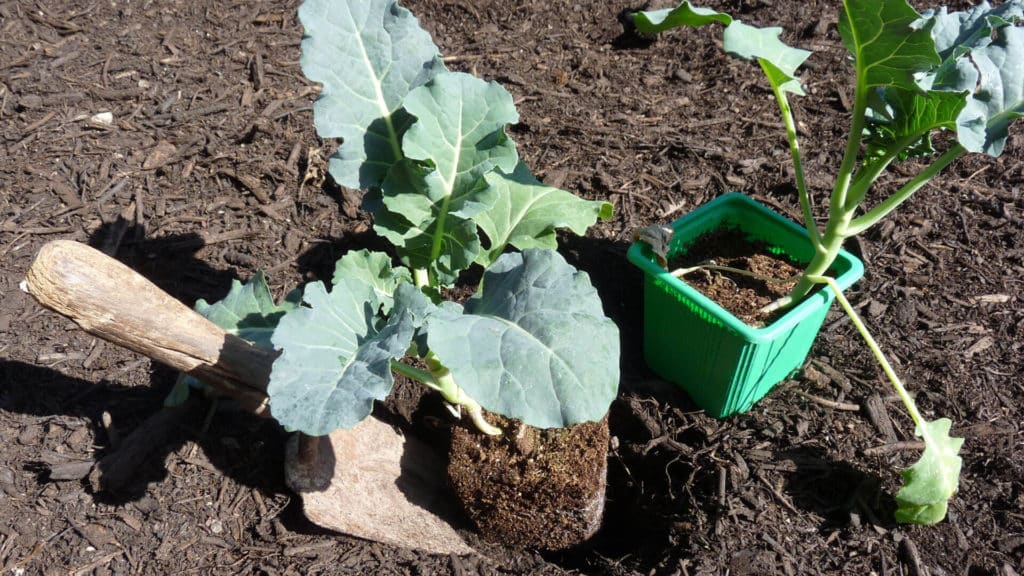 Planter dans du compost directement vos plants à repiquer