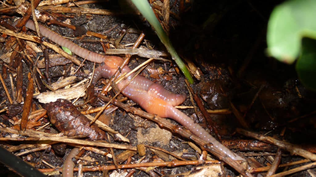 Favoriser la biodiversité