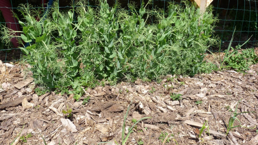 Culture de pois mange tout sur déchets de scierie