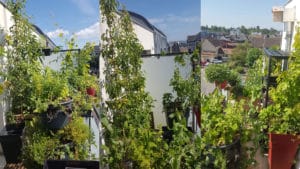 Potager sur balcon