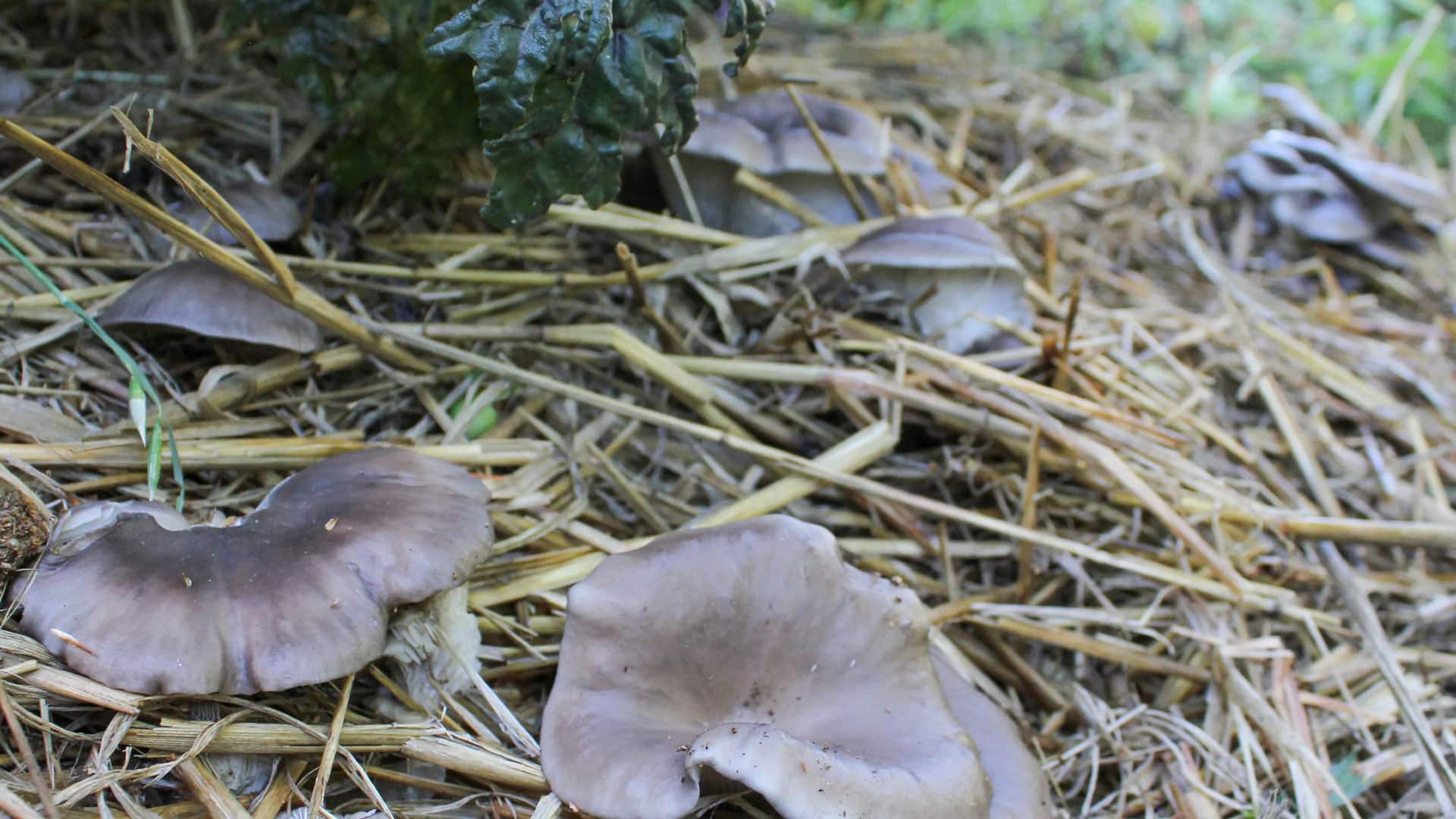 Les champignons - Carré Jardin