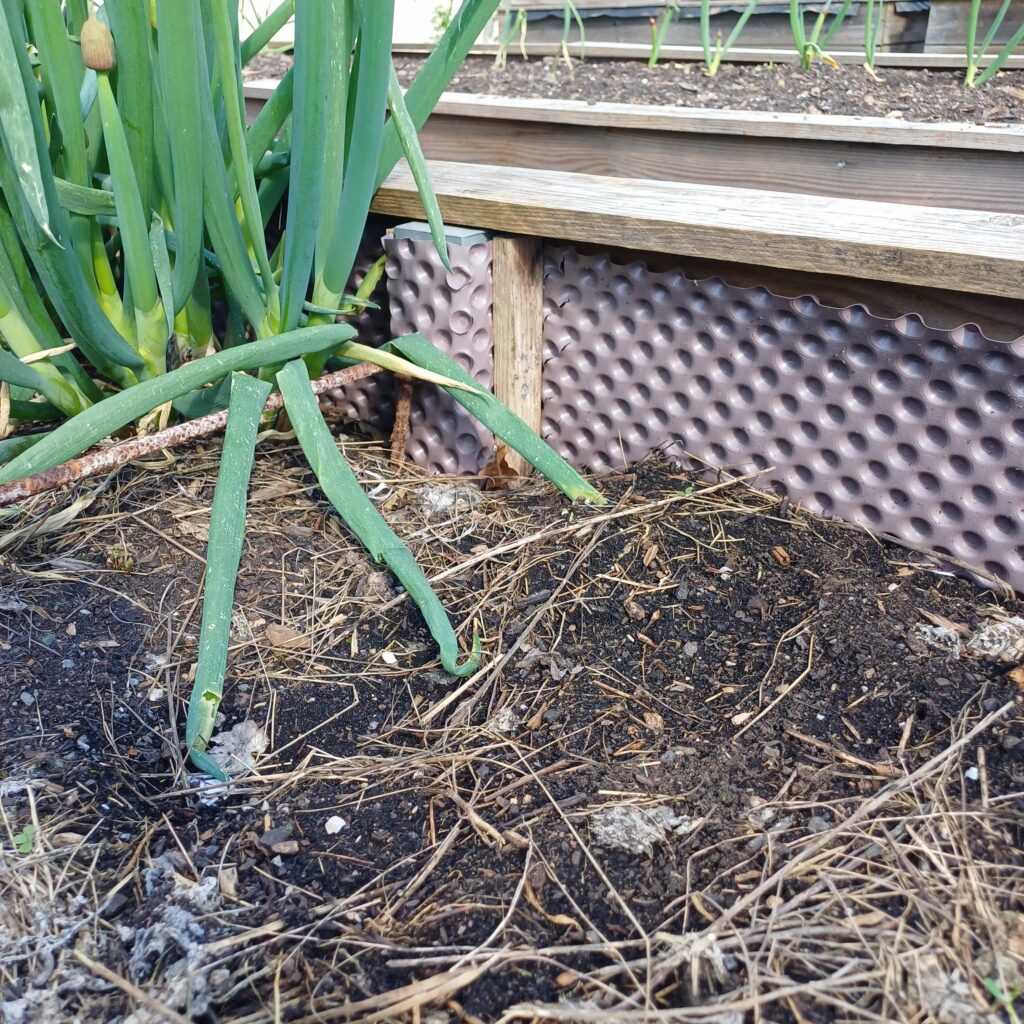 Un potager surélevé remplie uniquement de compost ! Le tassement est très important