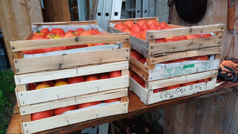 précocité des tomates pour une longue récolte