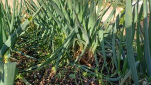 Cultiver la ciboule : un légume à récolter toute l'année