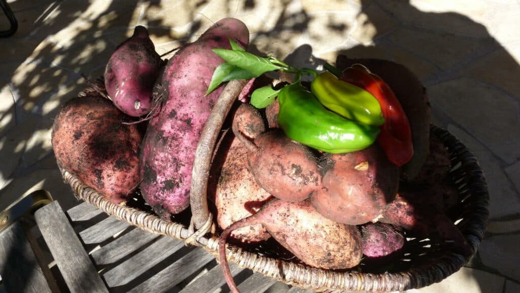 Légumes de novembre la patate douce