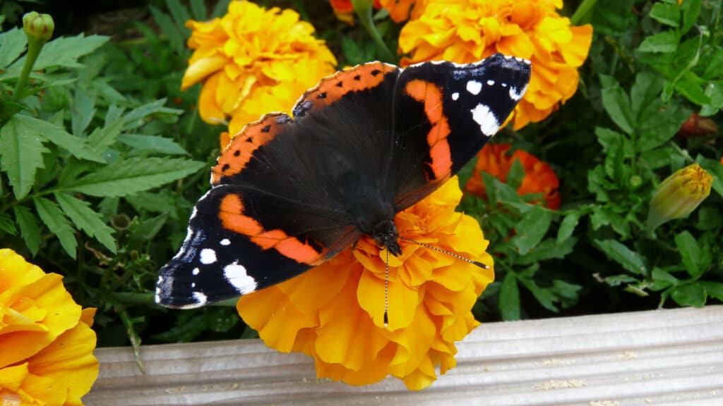 Un papillon qui butine des fleurs d'œillet.