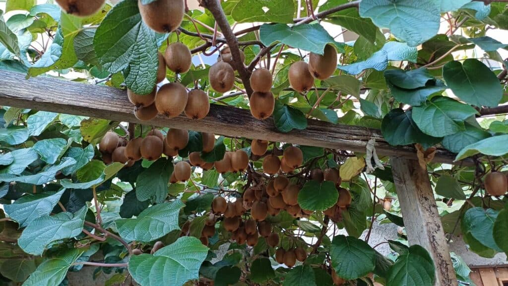 culture de kiwi au jardin