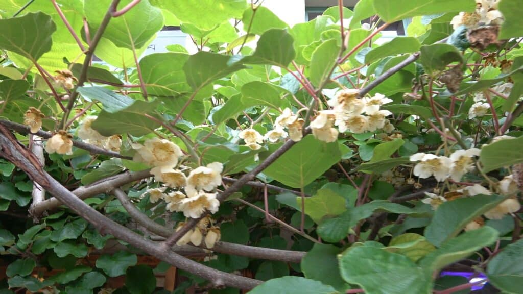 Culture du kiwi : actinidier en fleur