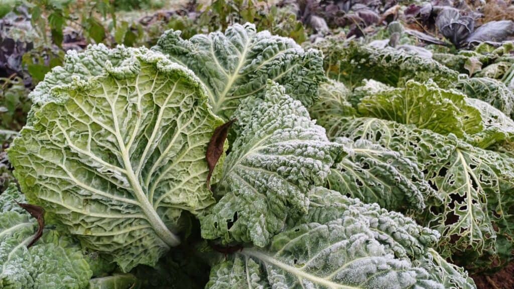 Choux dans le potager en janvier : semer en janvier