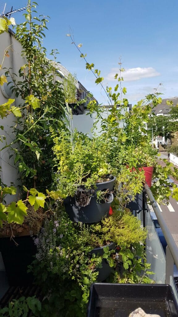 Le potager sur terrasse coté est