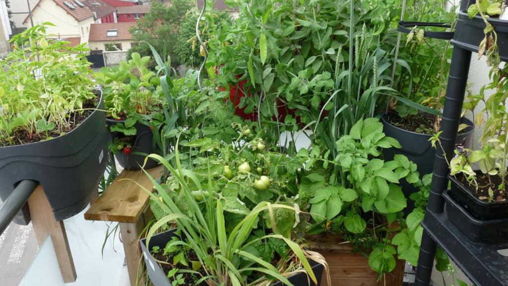 Cultiver des tomates en pot sur un balcon