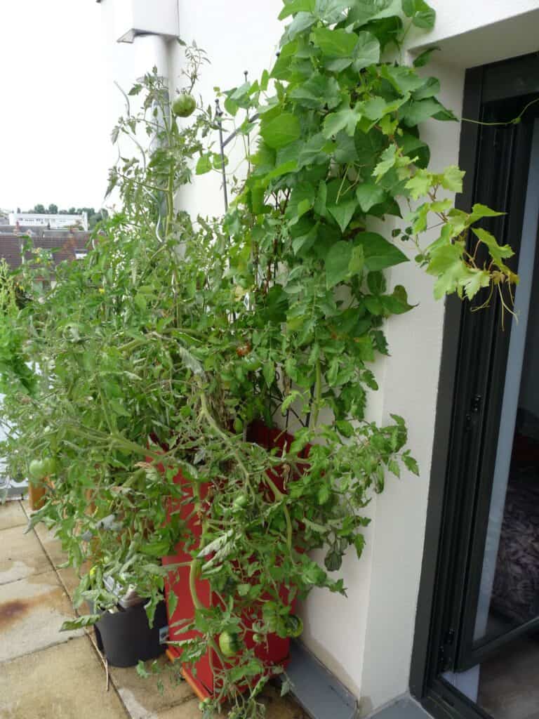 Tomates en pot sur un balcon cultivée avec des haricots