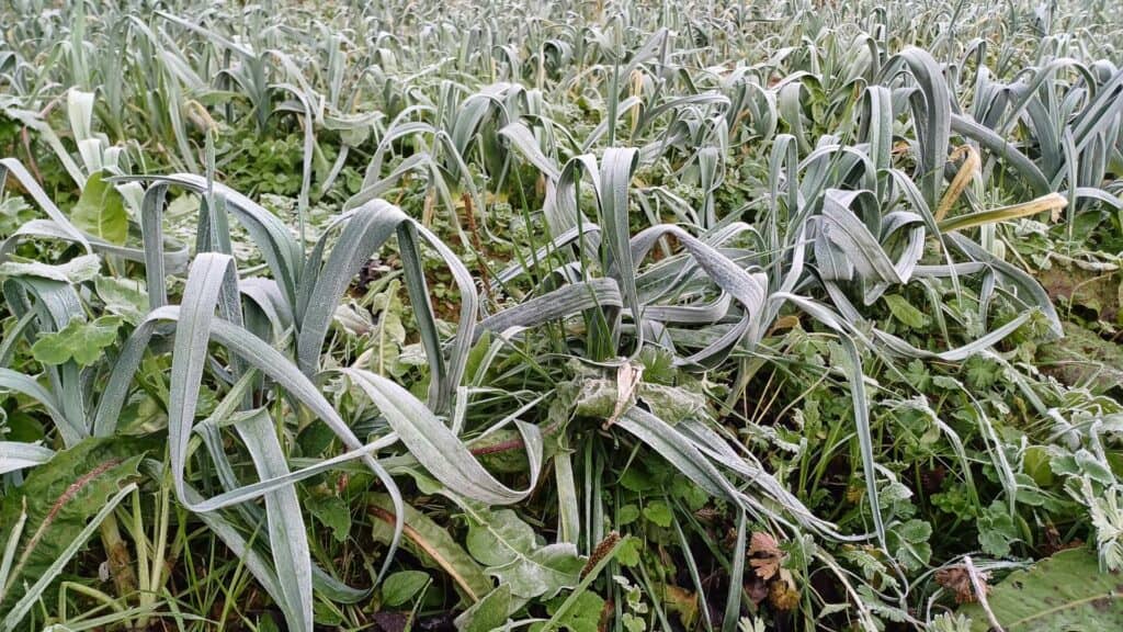 Au potager d'hiver : les poireaux