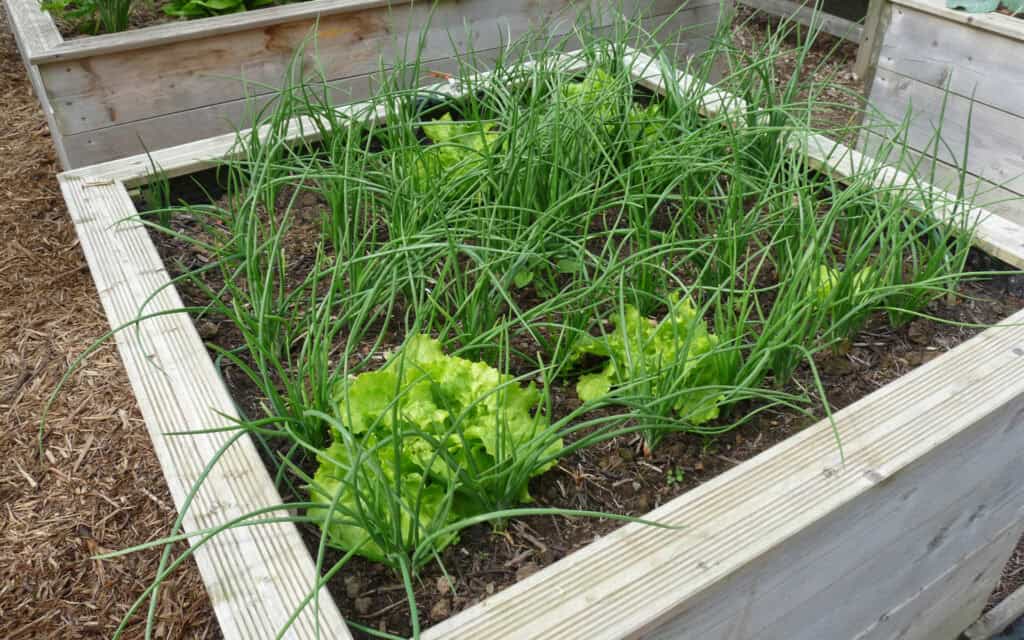 Exemples de carrés potager