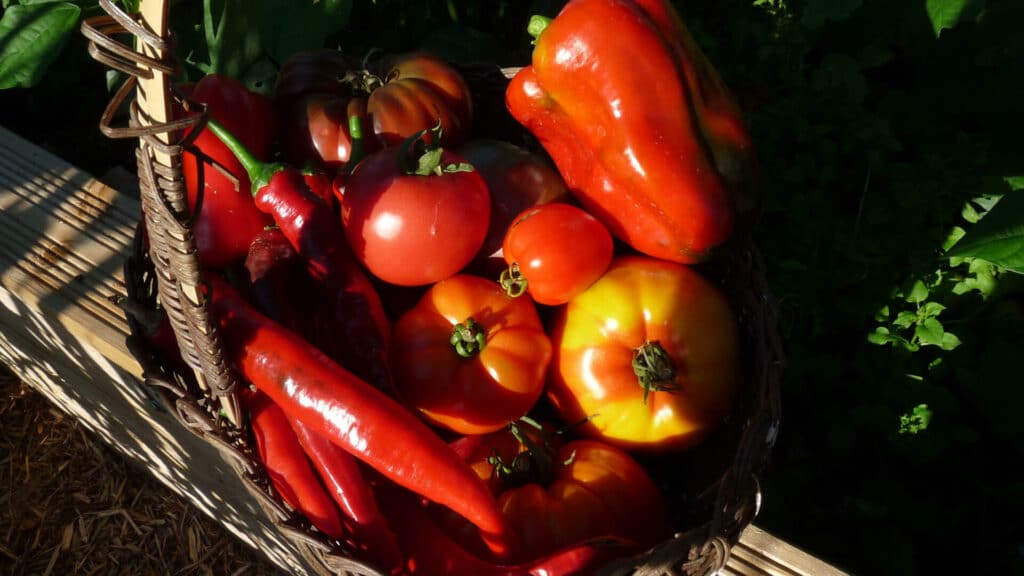 Un panier plein de tomates sans mildiou