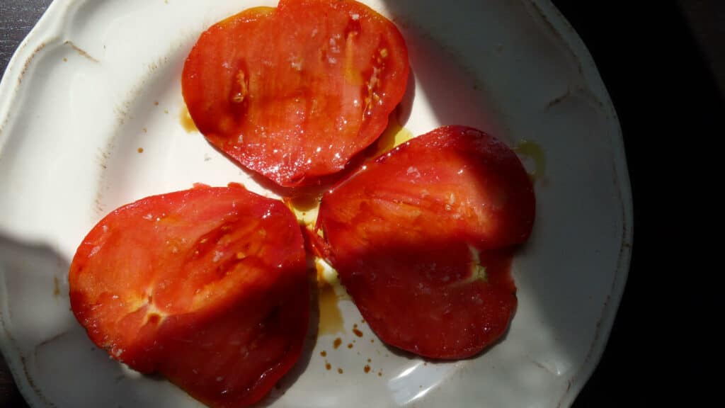 tomates sans mildiou bien charnue