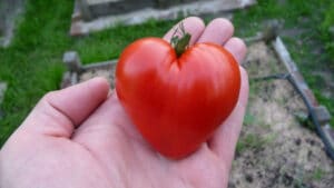 Cultiver des tomates